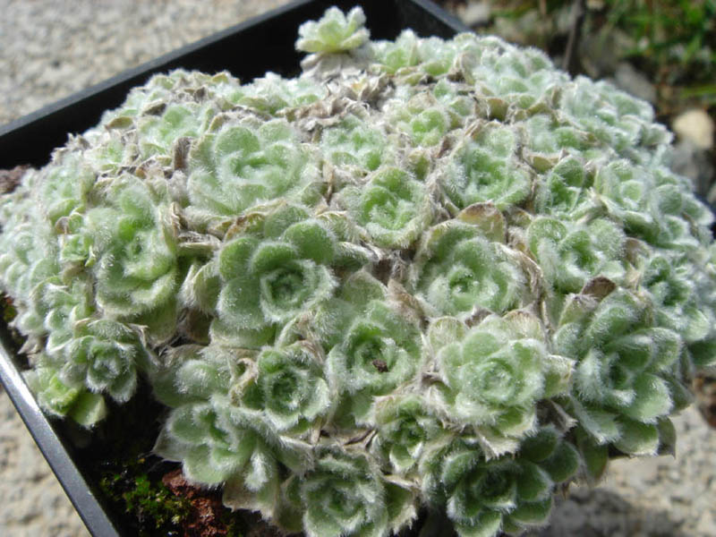 Helichrysum milfordiae en fleurs sur des éboulis exposés des montagnes du Lesotho